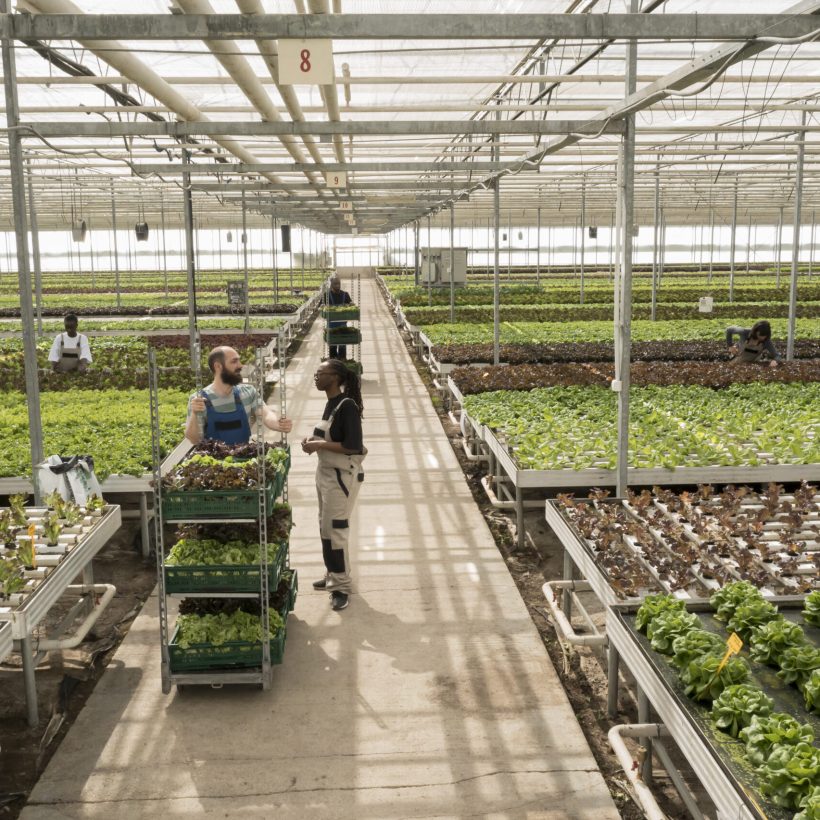 Eco friendly bio leafy greens freshly grown with no pesticides. Naturally grown nutritious healthy food crops produced locally and sustainably in chemical free environmentally conscious greenhouse.