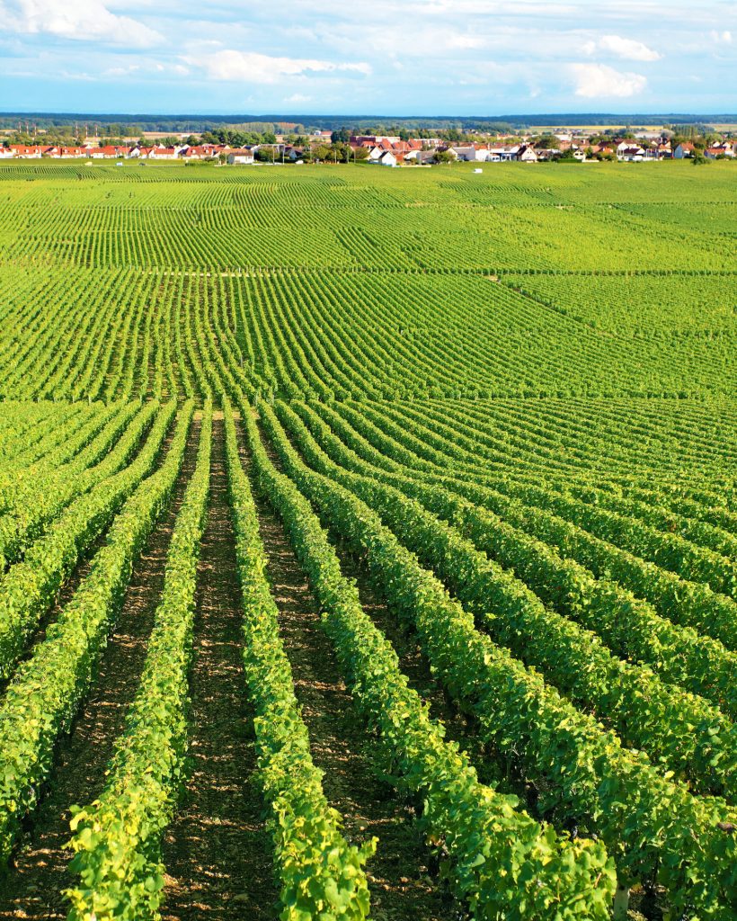 Typical vineyard in France