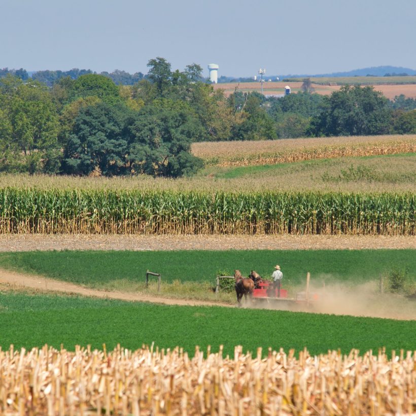 A selective focus shot of a grassy field with a person standing on a wagon attached to two horses